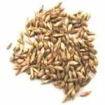 Green India Bamboo seeds-20gm