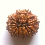 Shivoham 10 Mukhi Nepali Rudraksha Certified Wooden Yantra