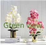 Green view 2 Live Rare Exotic Orchid Indoor Flower Plant 2 Different Colors Silky Spoon 2 Healthy Live Plant on Pot