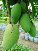 ONLINE PLANT BAZAR ALL TIME KATIMON MANGO PLANT THAILAND VARITY GRAFTED(PACK OF-1)