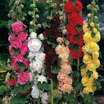 XOLDA Hollyhock flower Seed (29 per packet)