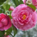 Online Plant Bazar Pink Camellia Flower Live Plant