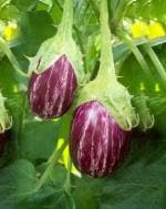 PLATONE Brinjal Green Purple Oval Eggplant Vegetable Seeds(Pack Of100 x seeds)