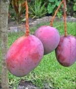 Cloud Farm Hybrid and Purple Irwin Mango Plant - 200 mm