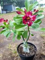 Greenery Nursery Adenium Desert Rose Flower Plant
