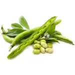 PARYAVARAAN Bakla Fali Fava Beans Broad Beans Desi Vegetable High Yield Seeds Pack of 20 Seeds