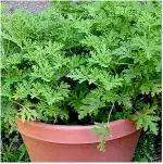 Baishnab ZZ PlantBaijantimala PlantSaraswati Garden's Citronella, Odomas - Plant 1 Healthy Live Plant With Plastic Bag