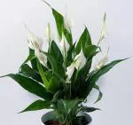 Zomoloco Flower Peace Lily Hybrid Plant - 115 Mm