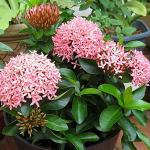 Baishnab Ashok PlantAsok PlantPINK DWARF IXORA / PINK IDLY POO LIVE PLANT