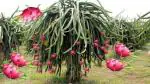 Cloud Farm Hybrid Pink Fruit Dragon Tree - 200 mm CFCF047