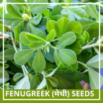 Farmgokart 500 Seed Pack of METHI -FENUGREEK SEEDS