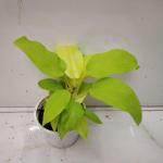 Online Plant Bazar Green Philodendron Live Plant-P3