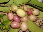 Online Plant Bazar White Jamun Jam Grafted Thai Variety Live Plant-Wj01