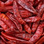 AJAY SPICES Fresh Whole Guntur Chilli / Lal Mirch ,1 KG
