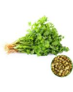 Master Green Coriander Seed (150 Per packet)