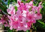 Globalplants Pink karabi/pink Nerium/ oleander flower/karabi flower plant