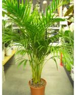 Green Areca Palm Plant Seeds (Pack of 5)