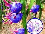 ONLINE PLANT BAZAR DRAGON FRUIT PLANT