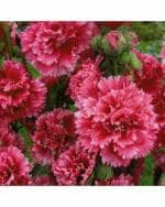 Green World Fragrant Hollyhock Dwarf Flower 150 Seeds