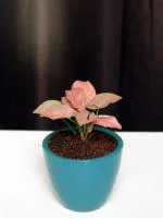 Rolling Nature Good Luck Air Purifying Pink Syngonium Plant in Teal Round Spectra Ceramic Pot