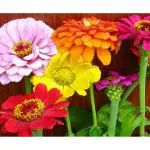 25 Fresh Cut Flower Zinnia Seeds