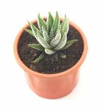 Zebra Cactus Succulent Plant 2.5 inch Pot By India Gardening