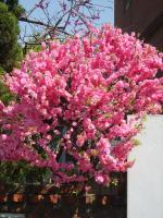 NooElec Seeds India 20+ Seeds- Rose Tree of China Flowering Almond Flower Seeds For Gardening - Prunus Triloba Seeds