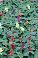 MOZETTE Organic Cabbage purple Seed (43 per packet)