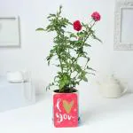 Cloud Farm Healthy English Red Rose Flower Plant For Balcony, Terrace, Outdoor Gardening CF_2038