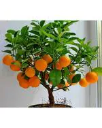 Edible Fruit Citrus Orange Fresh Exotic Fruit Seeds