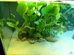 Blueheavens Aquarium Live Plant - Echinodorus Argentinensis (Amazon Sword)