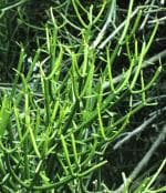 Plantzoin Aveloz Bhadrachur Euphorbia antiquorum Khadisiju Live Plant