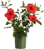 Zomoloco Flower Hibiscus Hybrid Plant - 135 Mm (Pack Of 2)