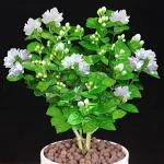 Cloud Farm Hybrid Night Bloom Jasmine Plant - 200 mm CF_A56