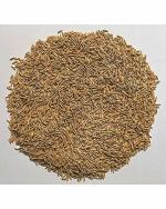 Green World Pusa 1509 Basmati Seeds - 7 Kg