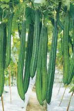 JIGNISHA SEEDS Hybrid Vegetable Seeds F1 Hybrid Ridge Gourd Super Max, Attractive Green, Torai , Turai Ke Beej Pack Of 30