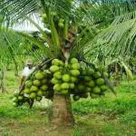 Cloud Farm Hybrid Coconut Plant - 200 mm CF83