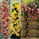 Yellow, Pink Beautiful Climbing Rare Rose Tree Plant Seeds (Pack of 60)