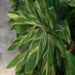 Kapebonavista Alpinia zerumbet variegata commonly shell ginger perennial species of ginger native to East Asia.