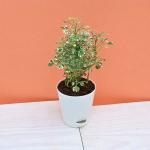 UGAOO Aralia Variegated Mini Indoor Plant With Self Watering Pot