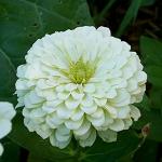 Green India Zinnia White Flower Seed