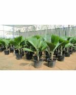 Green World Organic Fiji Fan Palm 150 Tree Seeds