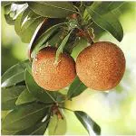 Baishnab Chiku PlantSobeda PlantGarden's Tropical Rare Sweet