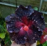 Cloud Farm Hybrid Hibiscus Flower Healthy Plant[CF365]