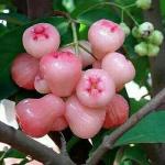 PLATONE Wax Apple White Wax Fruit_wax apple plant hguf pai(x446