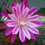 NooElec Seeds India 100+ Seeds- Brahma Kamal Flower Plant Seeds (Queen Of the Night) Saussurea Obvallata