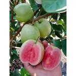 Cloud Farm Healthy Taiwan Pink Guava Plant Rare amrud Healthy Fruit plant Pack of 1,CF_N147