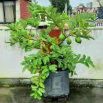 Cloud Farm Hybrid Allahabad Safeda Dwraf Guava Plant - 200 mm CF1000612