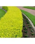 Afflorance Hedge Plant Seeds for Garden Fencing