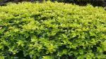 Platone Duranta Plant Live Golden Duranta Hedge 10 Plants - Attractive Garden Hedge Plant